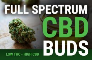Low THC - HIGH CBD Buds + Flowers