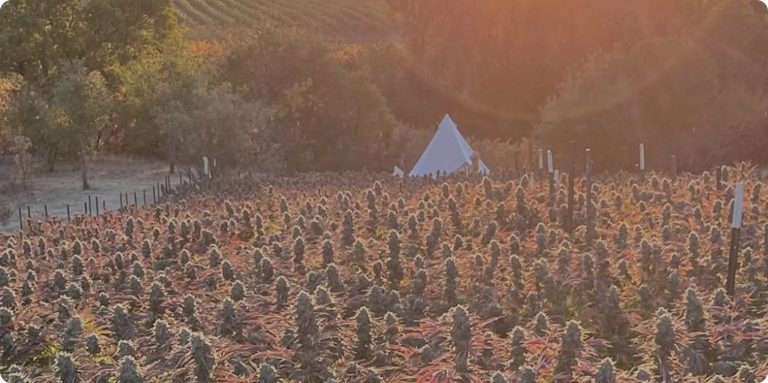 Hemp cultivation 1 768x383