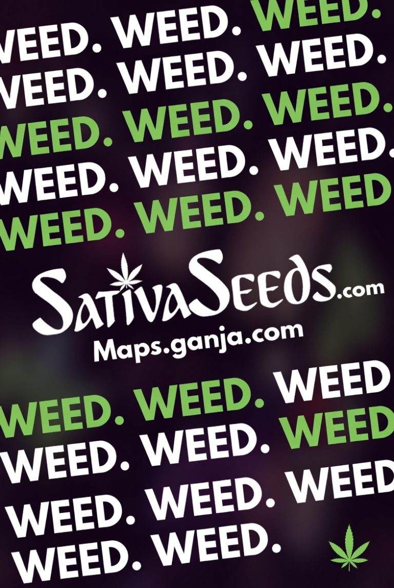 sativaseedscom jpg 768x1144