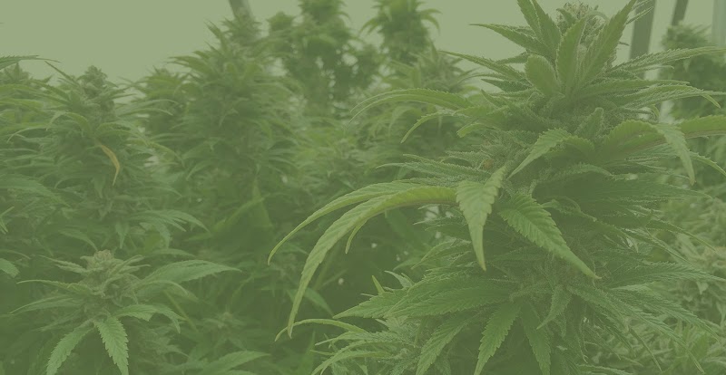 All Natural Health Certifications Tampa - Medical Marijuana Doctors, Cards, Renewals
