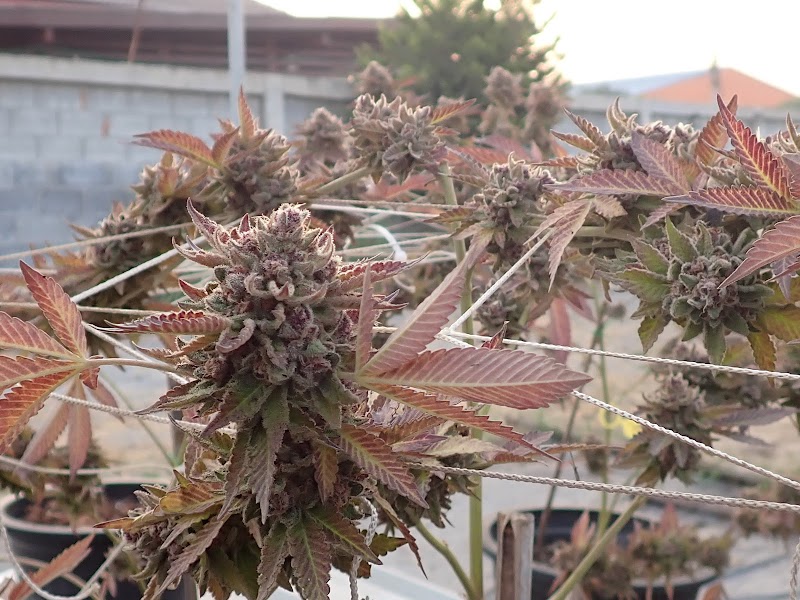 Bangwela Farm