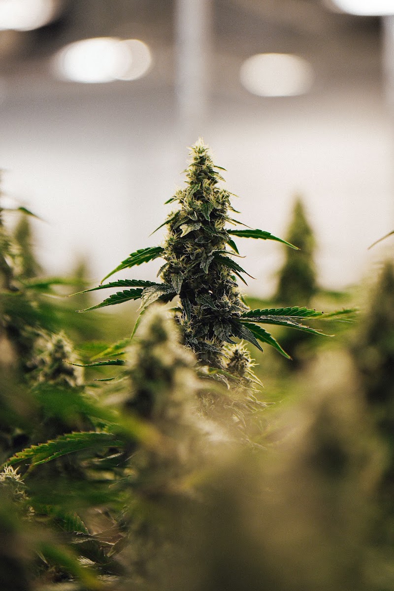 Bold Growth Inc.