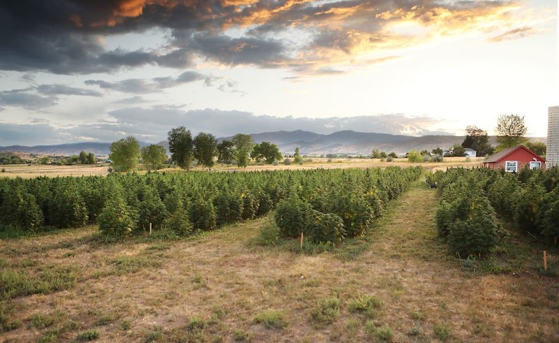 Boulder Hemp Boulder Hemp