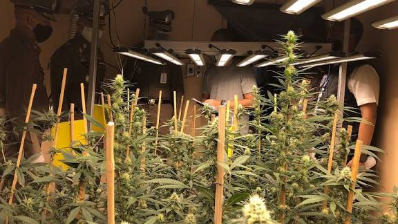 Camping420 cannabis