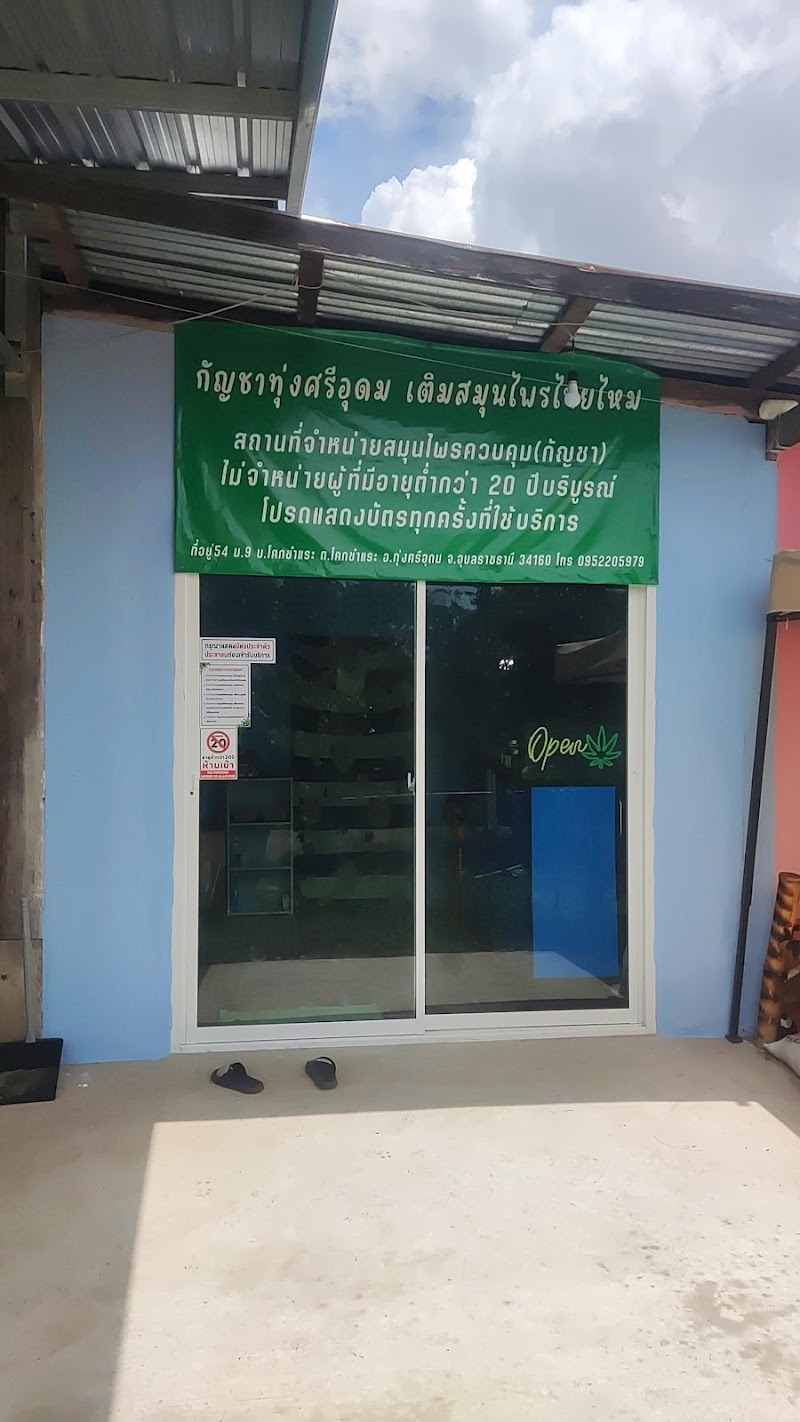 กัญชาทุ่งศรีอุดม เติมสมุนไพรไทยไหม cannabis