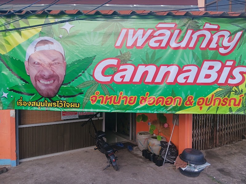 เพลินกัญ cannabis เพลินกัญ cannabis