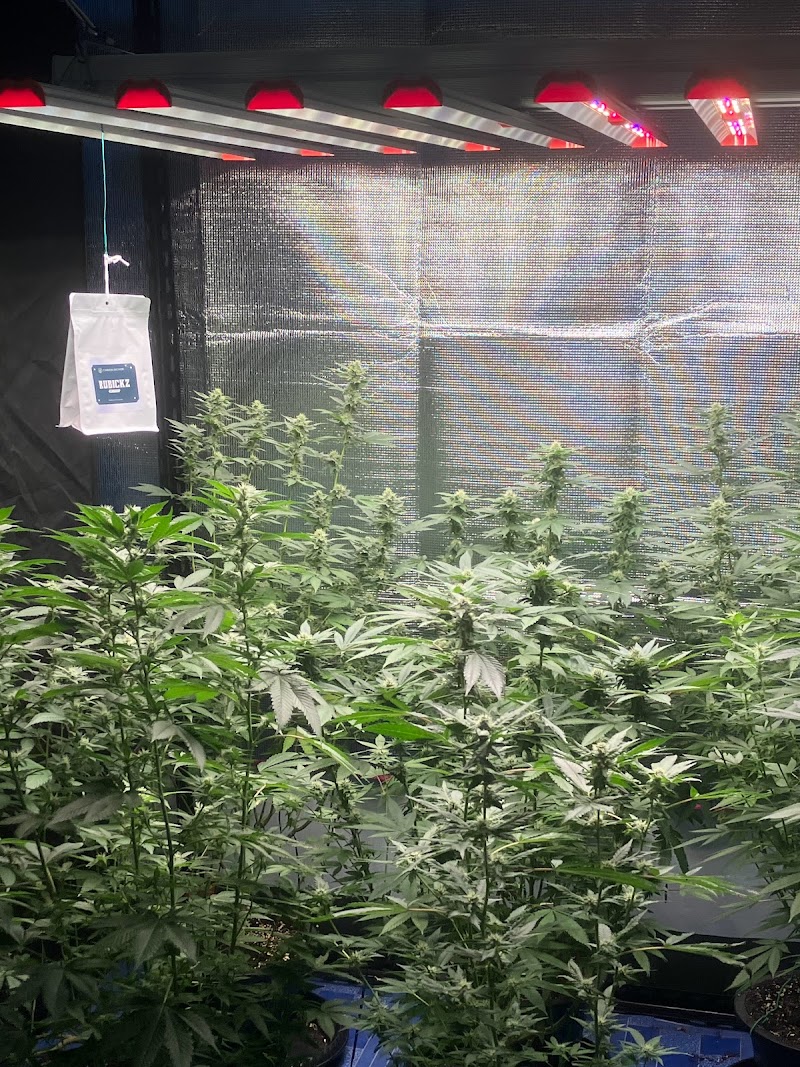 บ้านกัญ Cannabis house