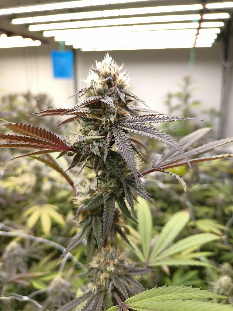 CANNABIS SHOP ตาลุงหัวล้านออแกนิค3 CANNABIS SHOP ตาลุงหัวล้านออแกนิค3
