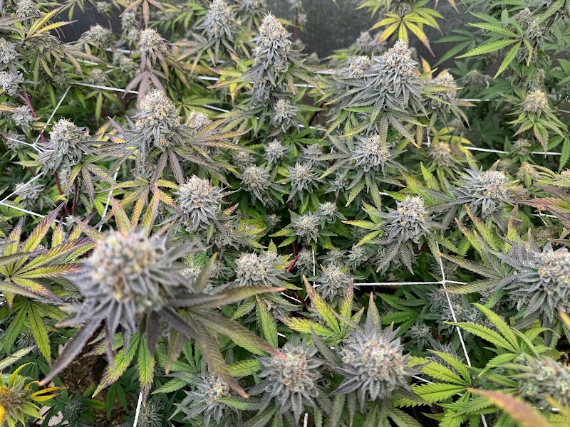 ดินบ้านเพื่อนปุ๋ยบ้านลุง CANNABIS SHOP