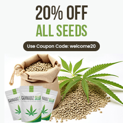 Cannabiz Seed