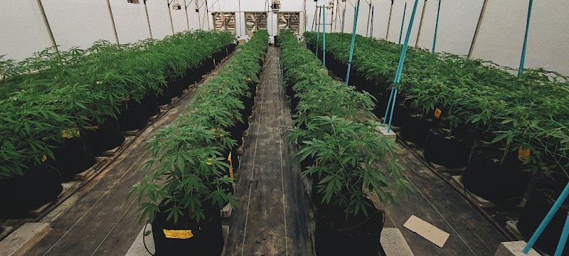 casestudy dispensary casestudy dispensary