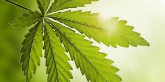 CERTIFIED MARIJUANA DOCTORS