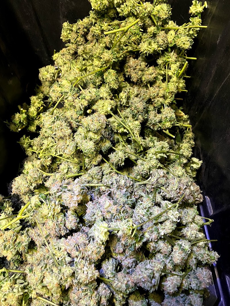 Chena Cannabis Chena Cannabis