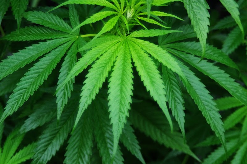 Columbus Cannabis Consultants