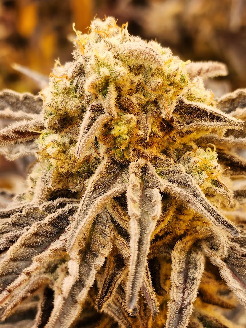 Crystal Clear Cannabis