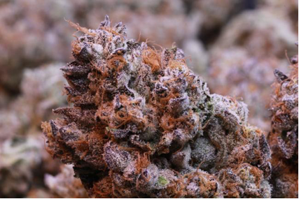 Cupcake's Cannabis
