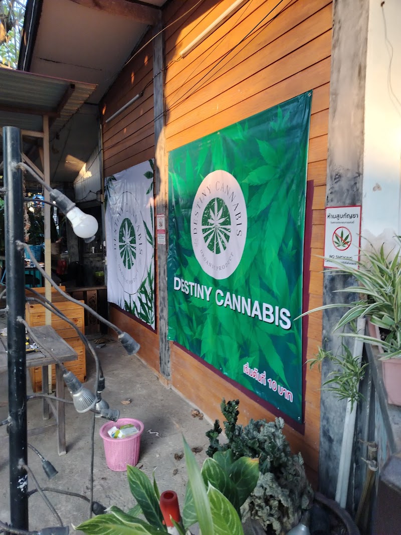กัญชาใกล้ฉัน ลำพูน Destiny Cannabis