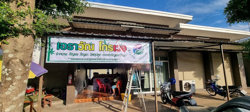 Erawan grower Cannabis(กัญชา大麻)Shop