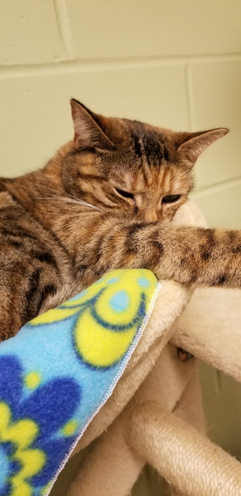 Fort Defiance Humane Society Fort Defiance Humane Society