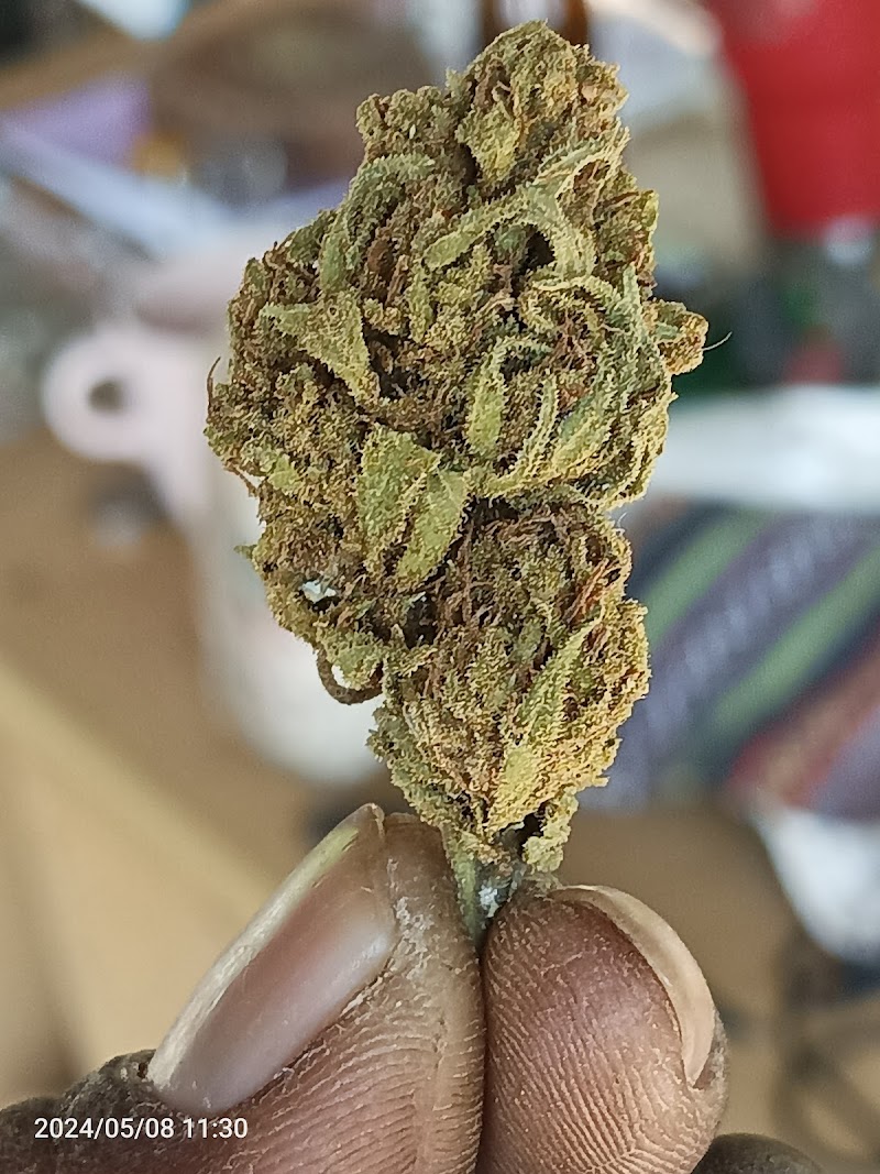 freedom cannabis station