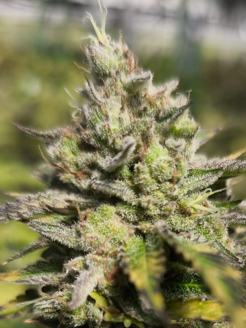 Ganja garden ( CNX )