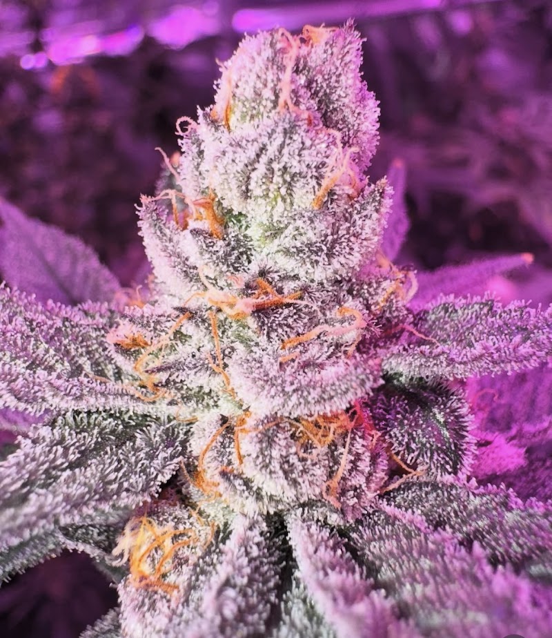 Ganja Gardens
