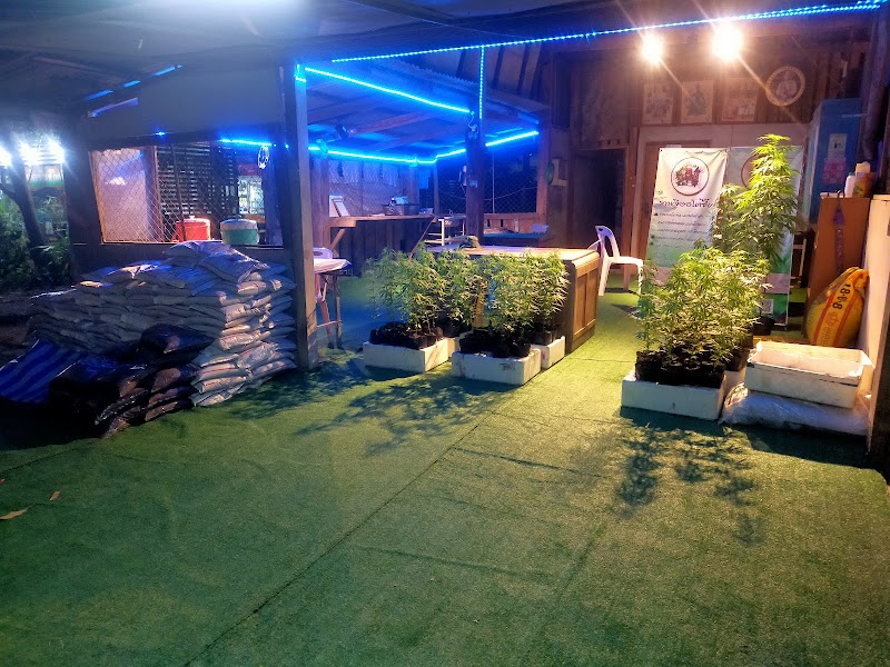 จีออโต้ซี๊ด(G.Autoseeds)