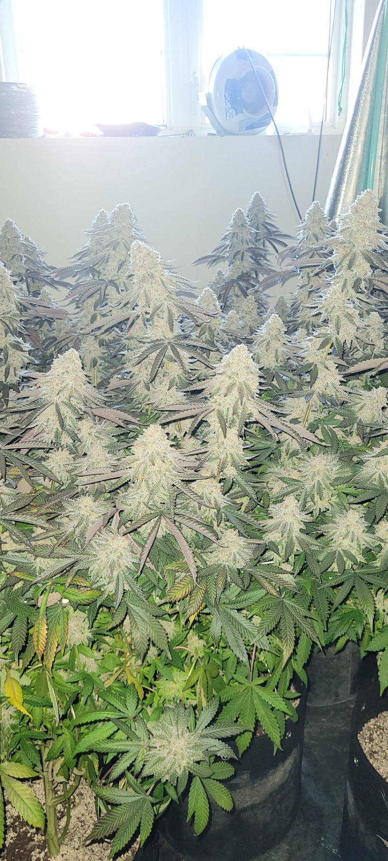Hidden Harvest Inc
