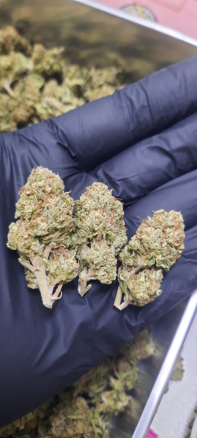 HIPPIEWORLDWEED HIPPIEWORLDWEED