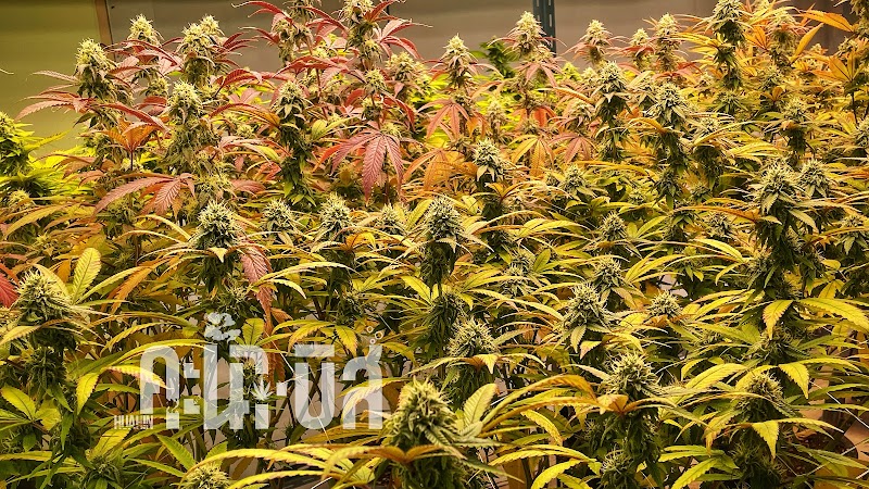 Huahin Cannabiz (weed)