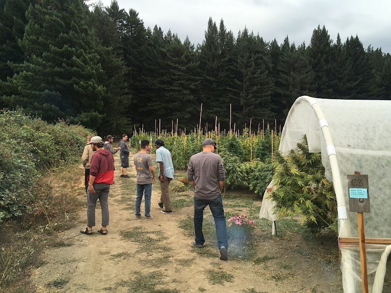 Humboldt Cannabis Tours