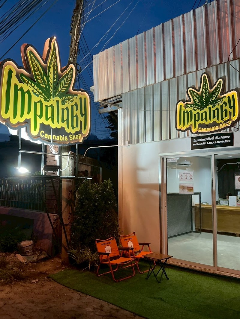 Impala64 San Kamphaeng Cannabis Dispensary Shop Cnx (大麻店) Impala64 San Kamphaeng Cannabis Dispensary Shop Cnx (大麻店)