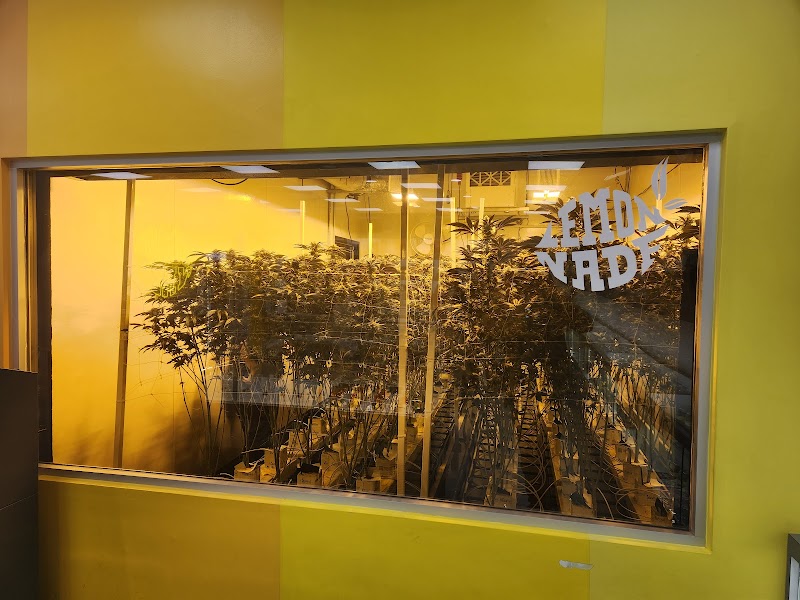 Lemonnade Dispensary Van Nuys