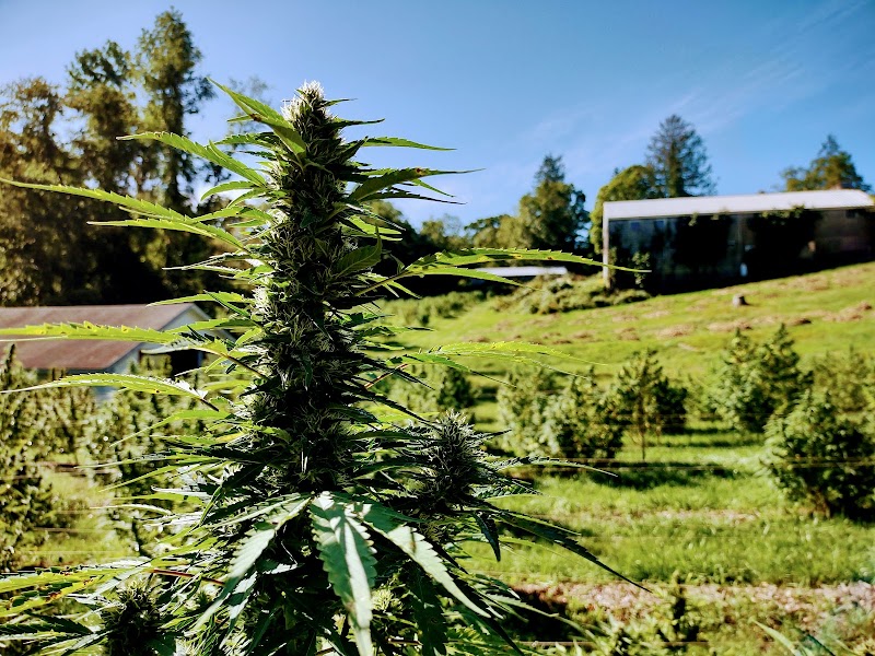 Lovewell Farms