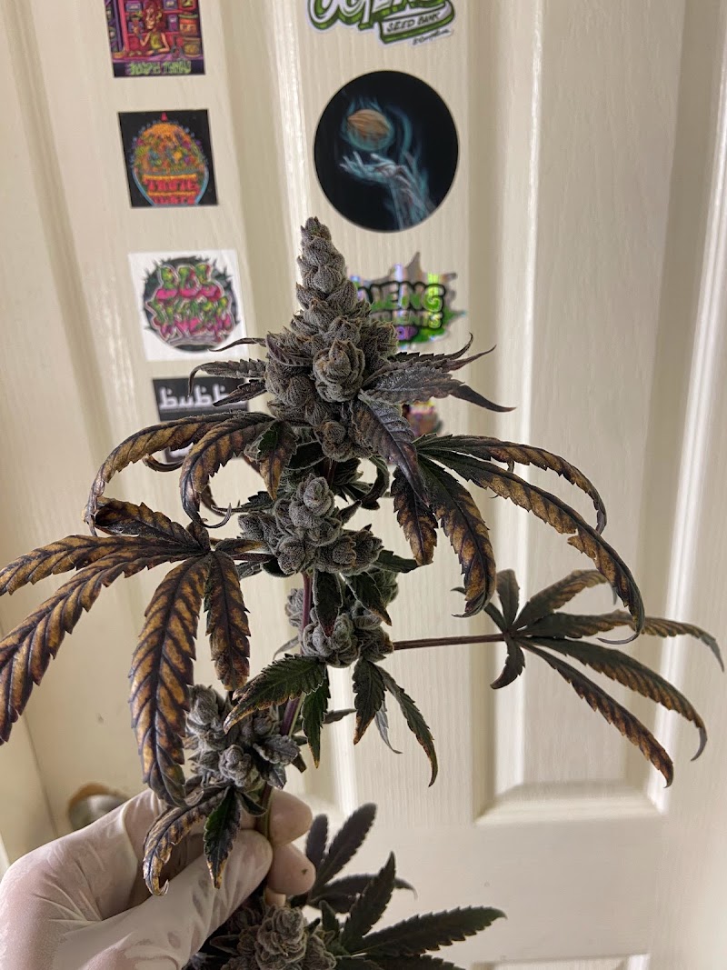 Mahamao Cannabis I Delivery Only