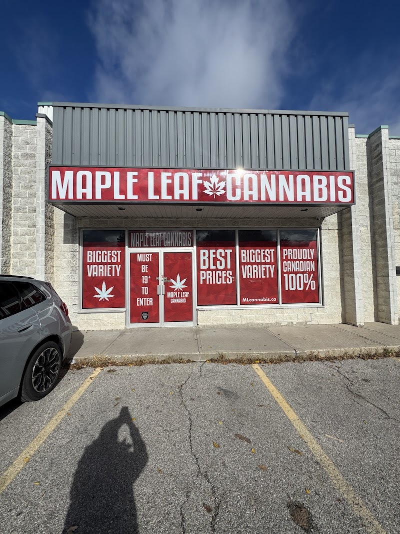 Maple Leaf Cannabis Aurora Maple Leaf Cannabis Aurora