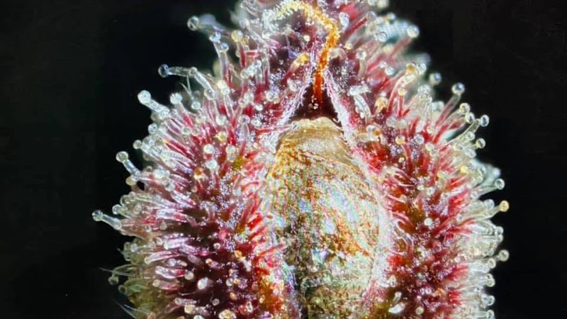 Medical Cannabis Community Outreach