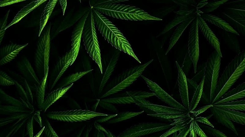 Medical Cannabis Of Utah