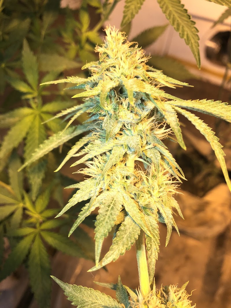 Medicinal Cannabis in Jamaica (GAS STATION STRAINS) Medicinal Cannabis in Jamaica (GAS STATION STRAINS)