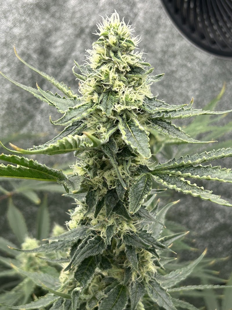 Michigan Marijuana Seed Club Michigan Marijuana Seed Club