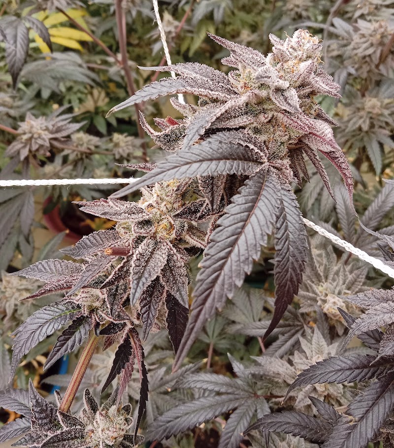 MidNight OG Farm