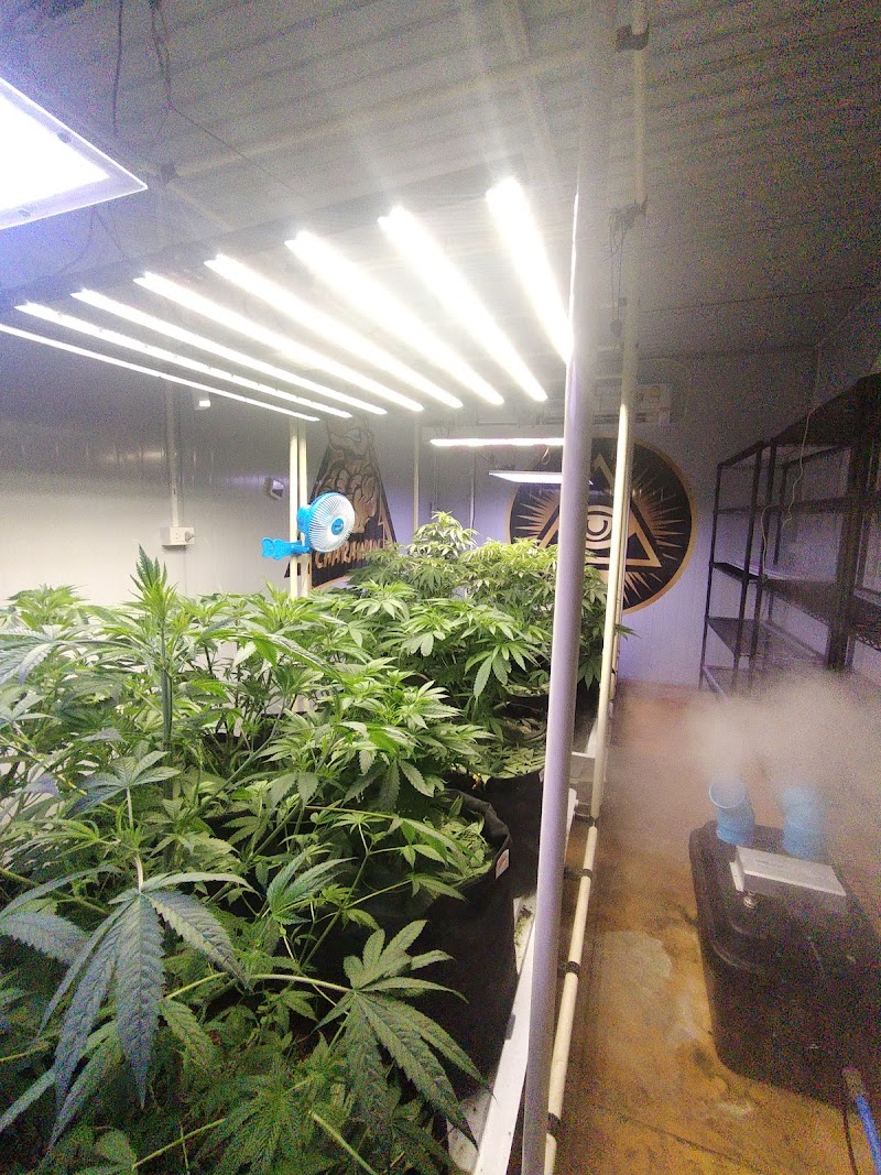 Money weed cannabis thailand