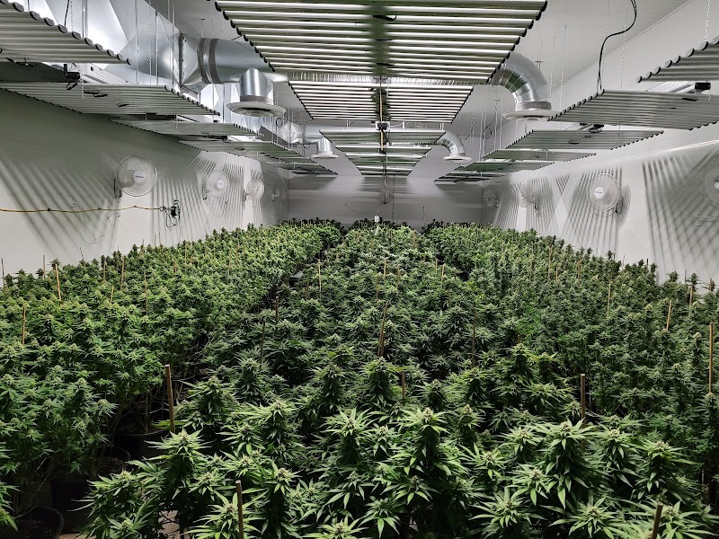 Montreal Cannabis Seeds