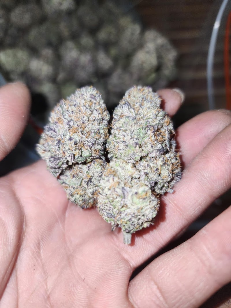 MR.T Cactus&Cannabis farm