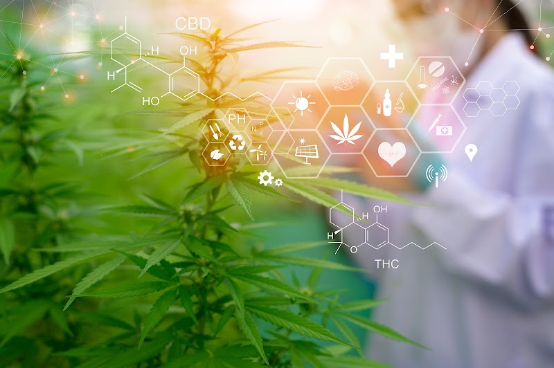 Nrai Cannabis farm นาราย CBD ฟาร์ม Nrai Cannabis farm นาราย CBD ฟาร์ม
