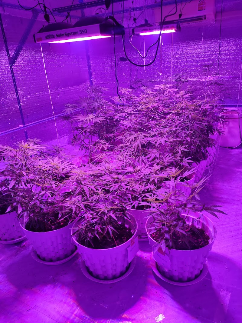 ORANGIC FARMER