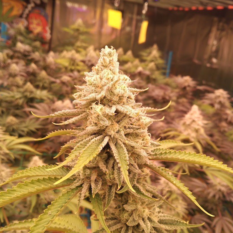 มีเดา&เรชซิ่ง organic cannabis