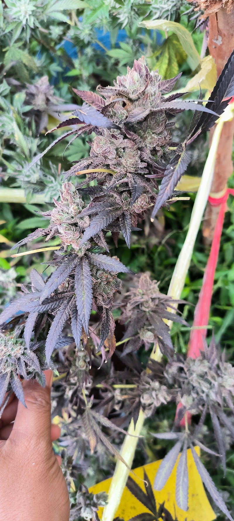 Pakoweed marijuana