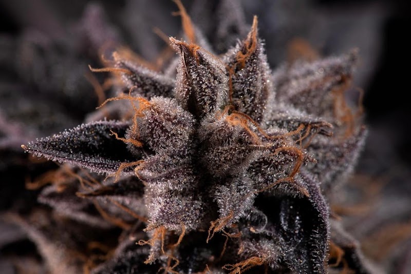R.Greenleaf Carlsbad - Cannabis Dispensary