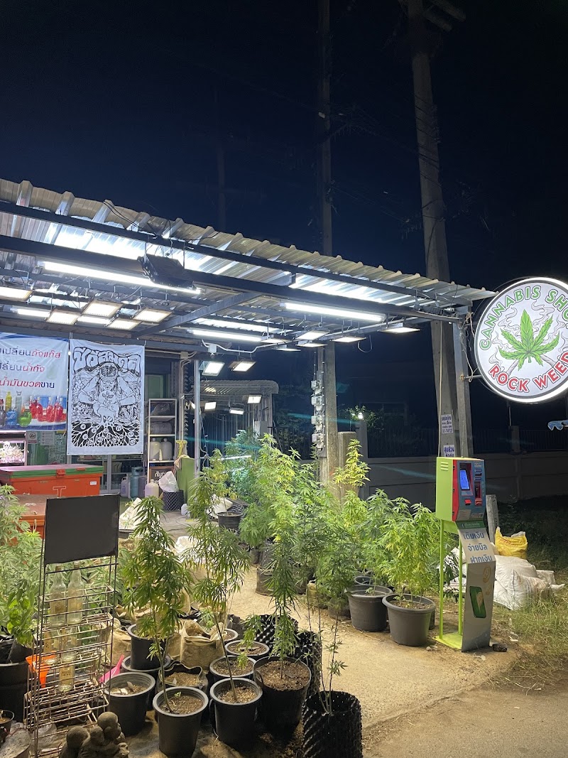 Rockweed Cannabis shop Songkhla